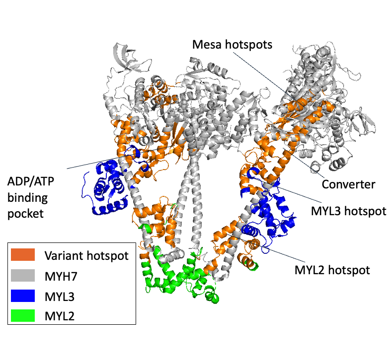 Protein structure with variant clusters